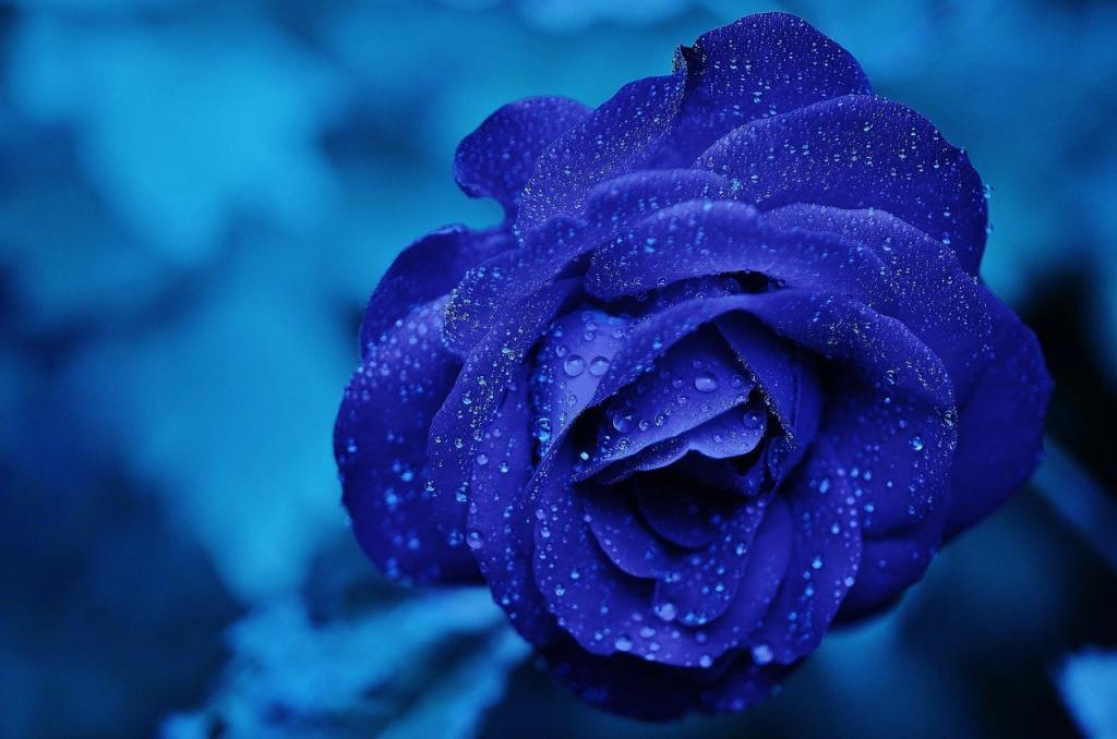 幻想的な青いバラ